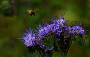 ? and the Apis Mellifera          